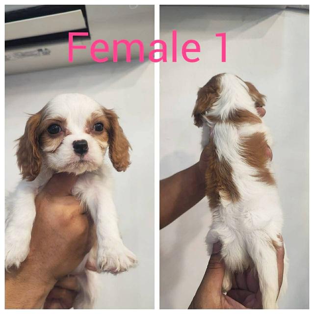 น้องหมาคาวาเลียร์ คิงชาลส์ สแปเนียล ย้า ยบ้า นได้หลัง 20 เมย 69