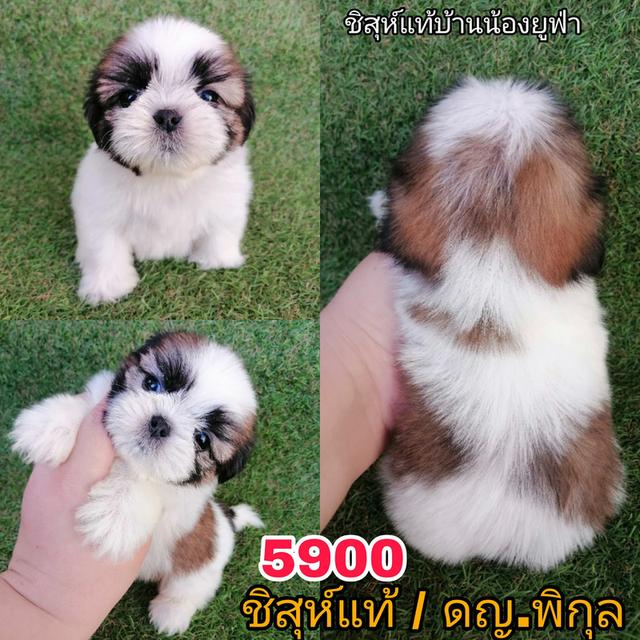 ชิสุห์เเท้ ฟอร์มดี เกรดสวย ไซส์ทอย