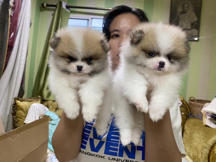 ลูกปอมเมอเรเนียนแท้ อ้วนกลมหมี สีสวย มาดูตัวจริงได้ค่ะ รูปที่ 2