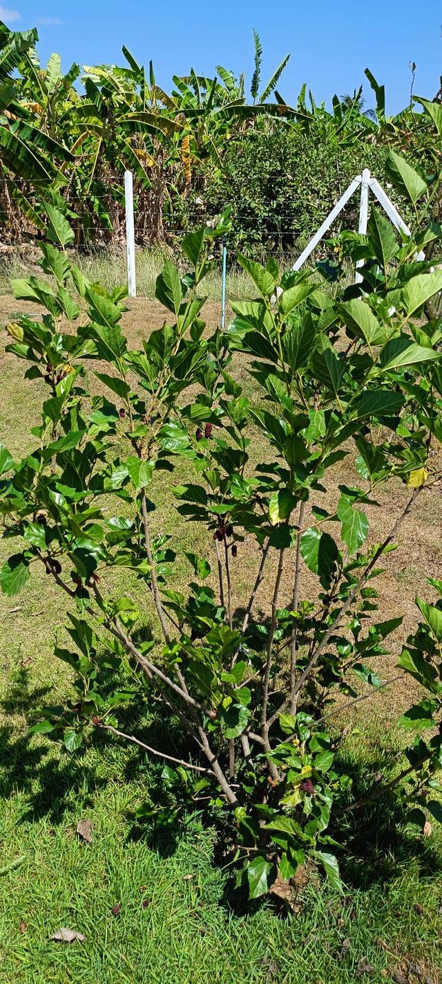 ที่ดินสไตล์ปลูกบ้านสวน รูปที่ 8