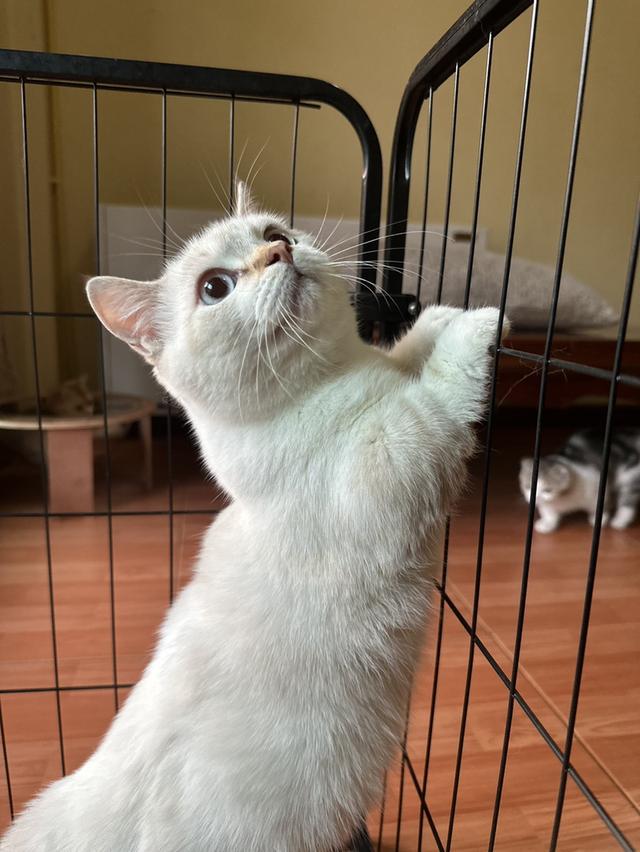 มัชกิ้นขาสั้นตัวผู้ค่ะ