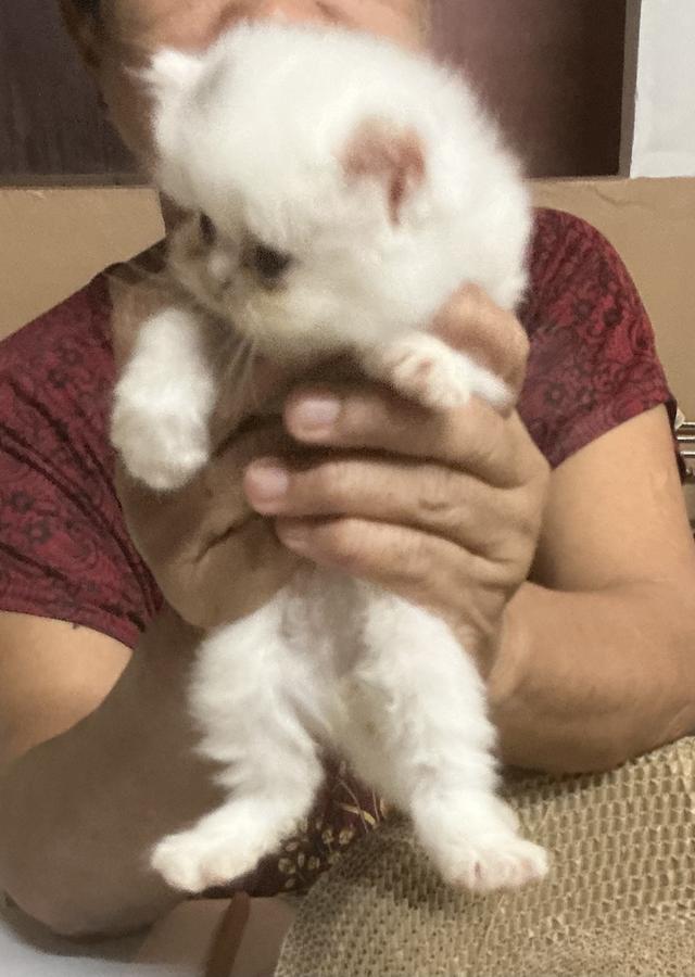 ลูกแมวเปอร์เซียหน้าบี้หน้าหล่น ขาว  รับน้องได้หลัง 23 มีค 69 เปิดกล้องดูก่อนได้ค่ะ รูปที่ 8