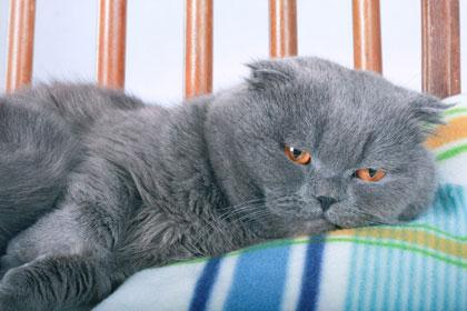 ตาสีฟ้า แมวสกอตติส โฟลด์ 3