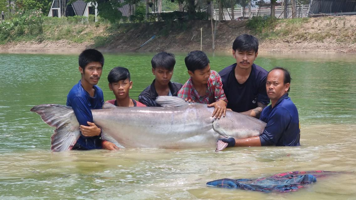 จำหน่าย ปลาใหญ่ ปลาแปลก แบบมีชีวิต 14