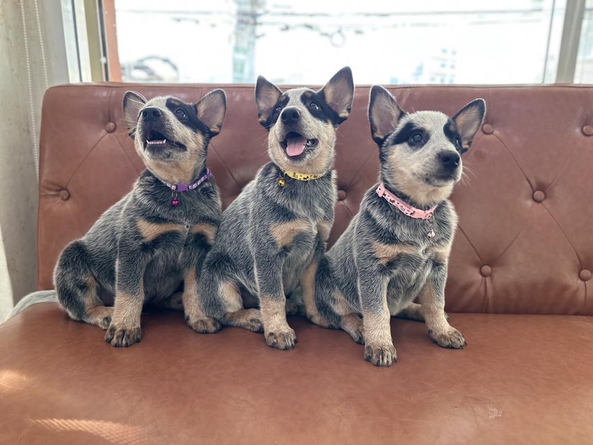 ลูกสุนัข Australian Cattle Dog