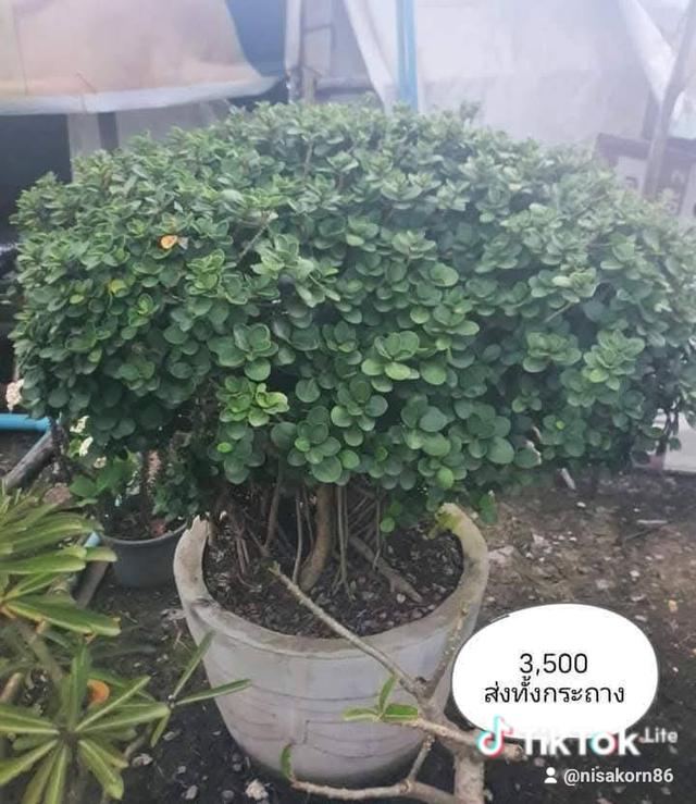 ไทรต่อยอดช้อนเงินช้อนทอง