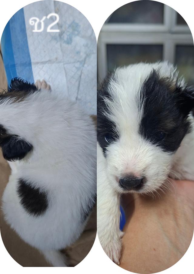 บางแก้วแท้ 100%กรุงเทพฯตลิ่งชัน