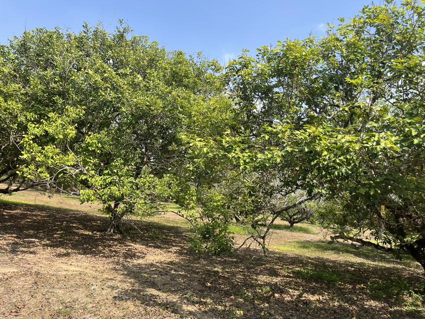 🌳 ขายสวนผลไม้ อำเภอนายายอาม จ.จันทบุรี 🌳 3