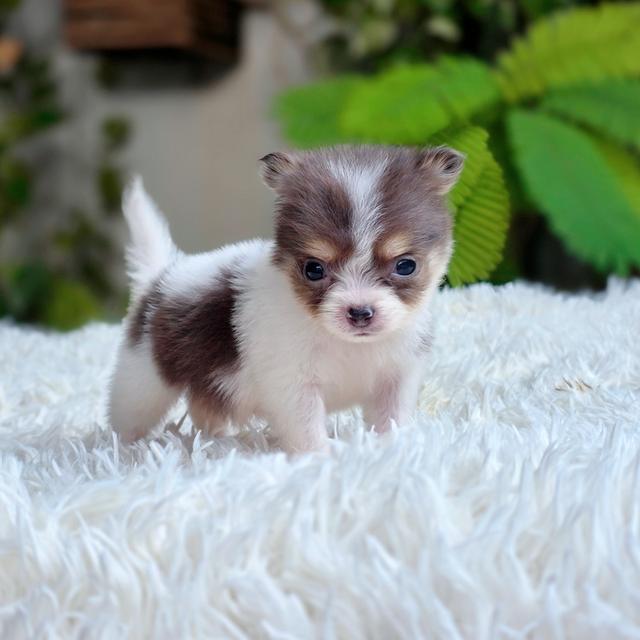 chihuahuaแท้ไซส์ทีคัพมาร์คไซฟอร์มสวยมาก รูปที่ 5