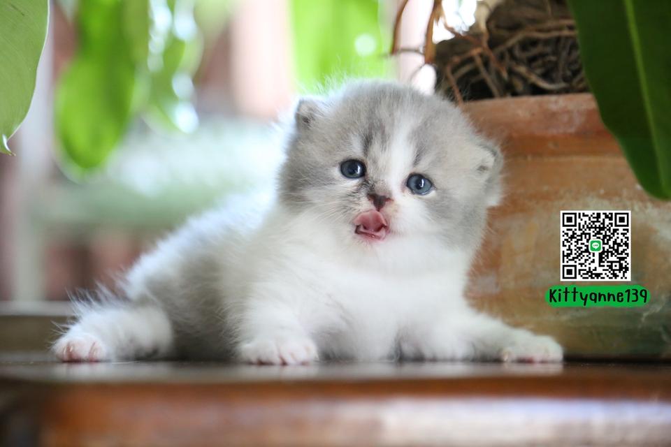 แมวเปอร์เซียผสมบริติช