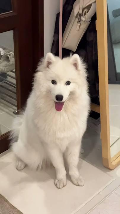 สุนัขสายพันธุ์ซามอยด์ (Samoyed) 1