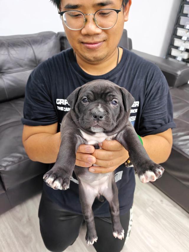 หมาพันธุ์ผสมเฝ้าสวนได้จริงเต็มระบบ