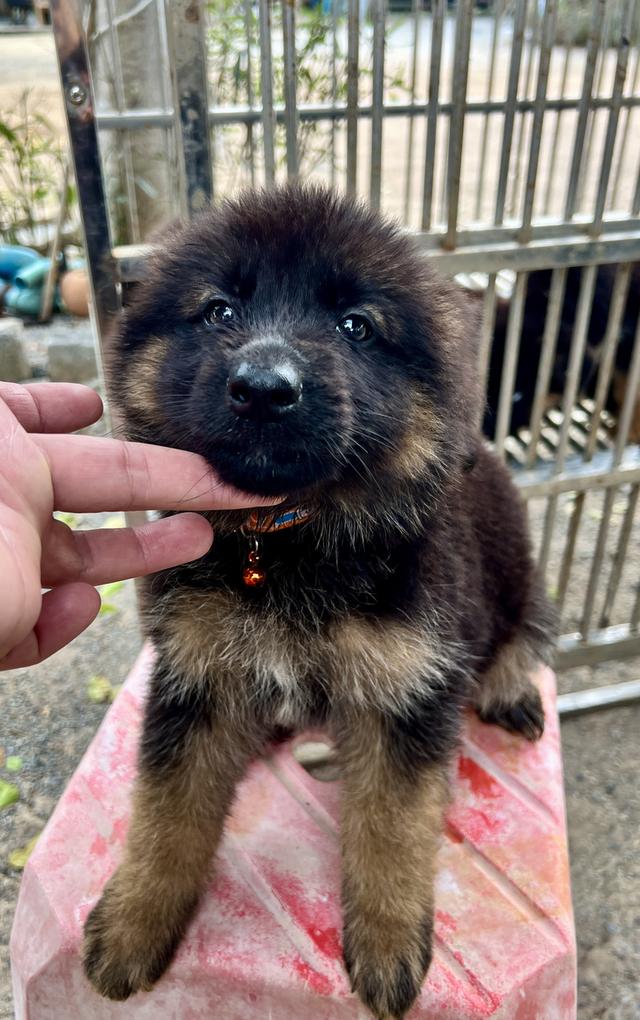 ลูกสุนัขอาเซเซี่ยนเพศเมีย