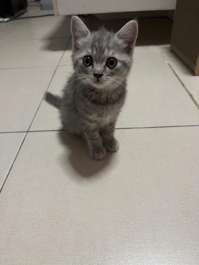 ลูกเเมวสก็อตติชโฟลด์ รูปที่ 1