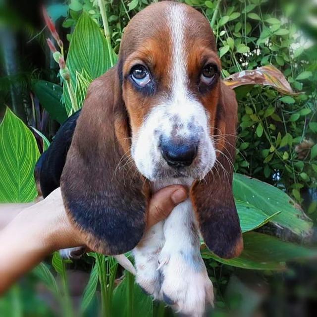 ปล่อยขาย Basset Hound เกรด A