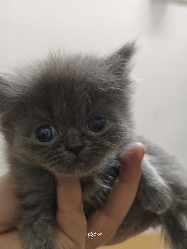 แมว พันธุ์เปอร์เซีย ราคาเบาๆ 5