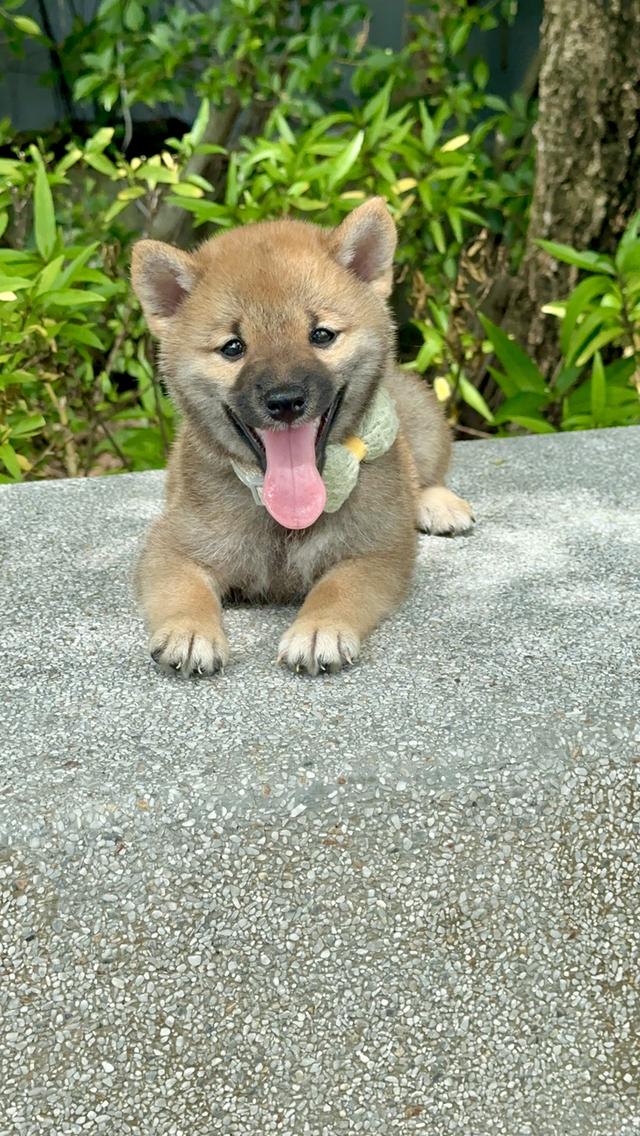 ชิบะอินุ Shiba