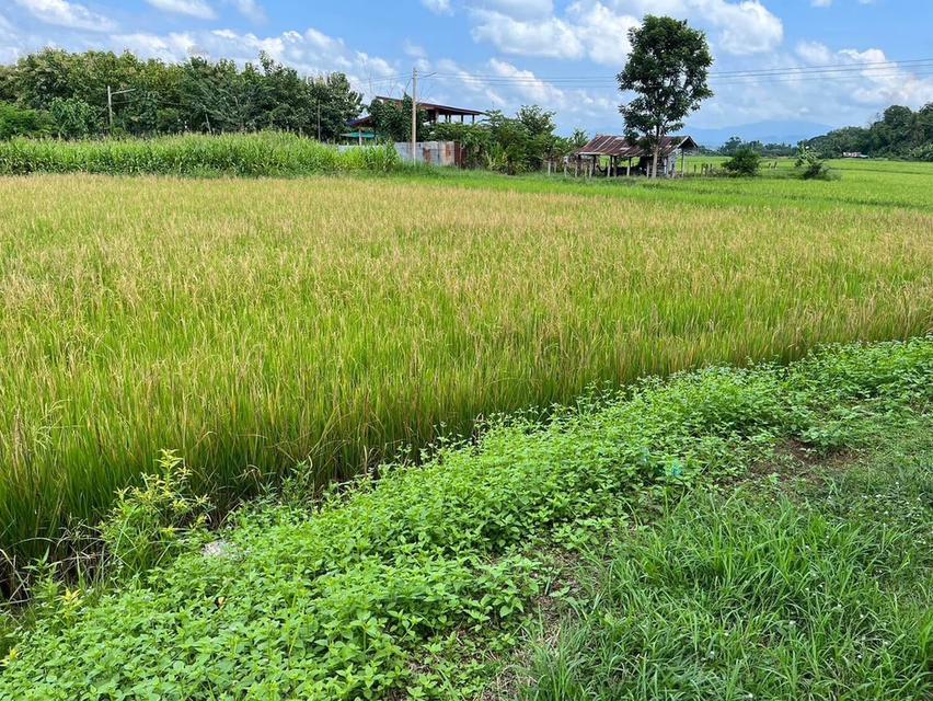ขายที่นา ด่วนมาก!! ที่อยู่บ้านคือเวียง อำเภอเวียงสา จังหวัดน่าน เนื้อที่ 2.15 ไร่  1