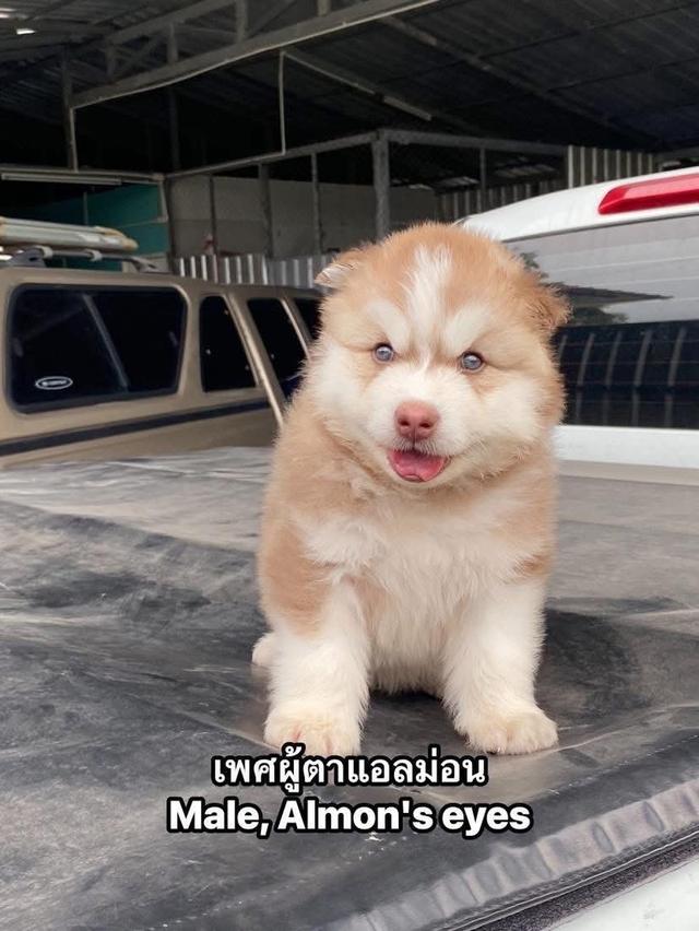 ❌ได้บ้านหมดแล้ว❌ไซบีเรียนวูดลี่โค้ช ชาย1หญิง1 รูปที่ 2