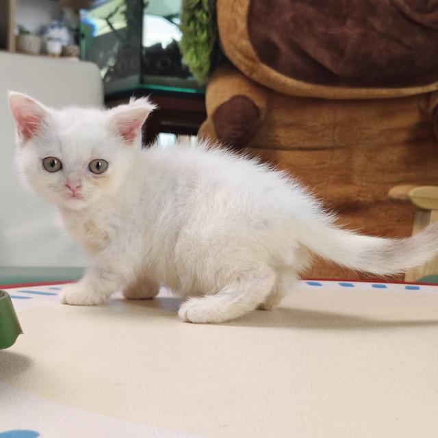 แมวสก๊อตติช Scottish Oscat cattery chiangmai รูปที่ 4
