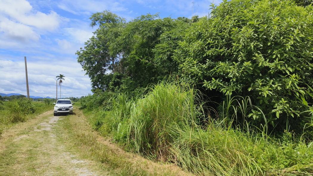 ขาย ที่ดิน ใกล้ตัวเมืองเชียงราย - 3 ไร่ ที่ดินแปลงเกษตรขายถูกทำเลดี 5