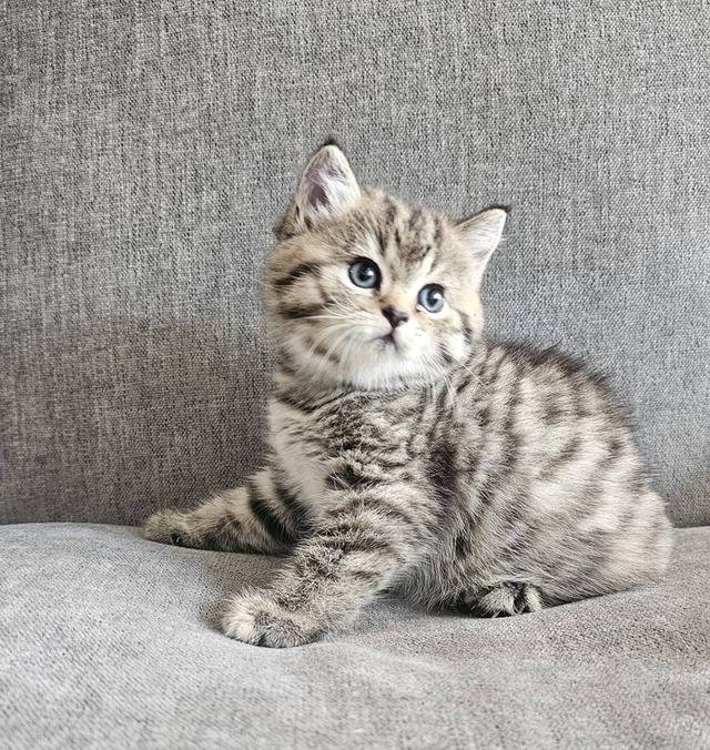 สก็อตติชโฟลด์ เสือสาว