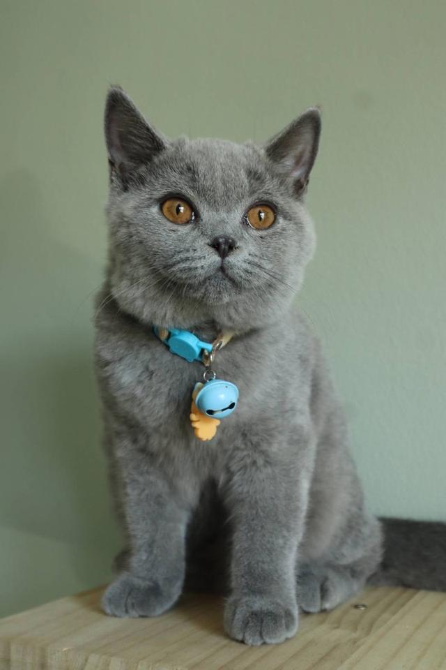 บริติชแท้ น้องเลม่อน