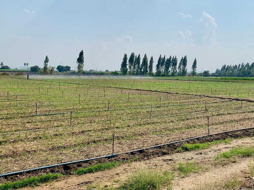 ขายที่ดินสวย2แปลง รวม26ไร่เศษ ใกล้มอเตอร์เวย์ สภาพแวดล้อมดี เหมาะทำเกษตร,ลงทุน,จัดสรรหรืออื่นๆ คมนาคมสะดวก 12