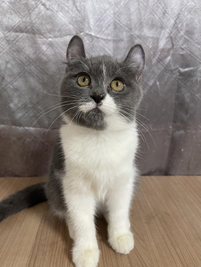 คนขายเลี้ยงเองครับ น้องแมวพันธุ์ อเมริกันเคิร์ลผสมหิมาลายัน เพศหญิง ( หูบิน ) พร้อมฉีดยา รูปย่อยที่ 2