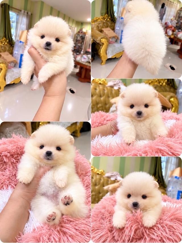 ลูกปอมแท้ หน้าหมี ทีคัพ จิ๋วๆ มีบริการจัดส่งถึงบ้าน รูปย่อยที่ 4