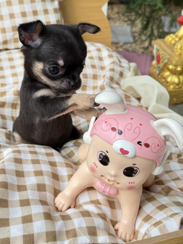 ชิวาว่าทีคัพ เด็กหญิง  ไซส์ทีคัพ น้ำหนัก 0.4ขีด 4