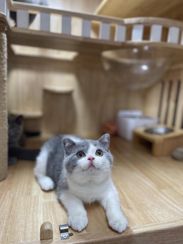 แมวมันช์กิ้นขายาว พร้อมย้าย 8