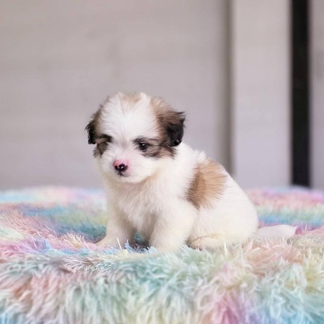 ชิสุผสมปอม เพศผู้ พิกัดรามอินทรา 2