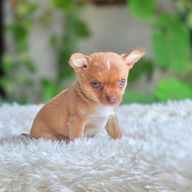 ชิวาวาแท้ เพศเมีย ขนสั้น รูปที่ 5