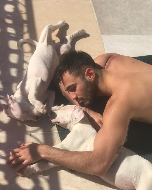 Dogo Argentino Puppies  WhatsApp me : +66 63 826 3042 รูปที่ 2