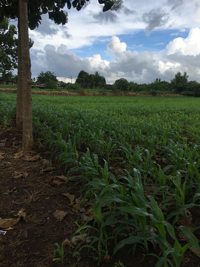 ขายที่ดินโฉนด เขาใหญ่ ใกล้ถนนลาดยาง วิวสวย 10 ไร่ 2 งาน ต.คลองม่วง อ.ปากช่อง จ.นครราชสีมา 7