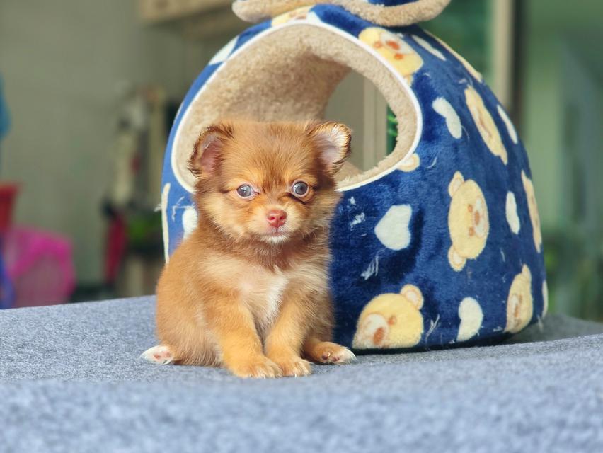 Chihuahuaสีช็อคเพศเมียน้องมอคค่า