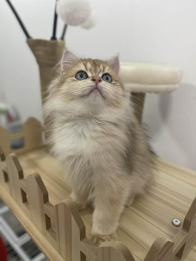 British Longhair WCF 4