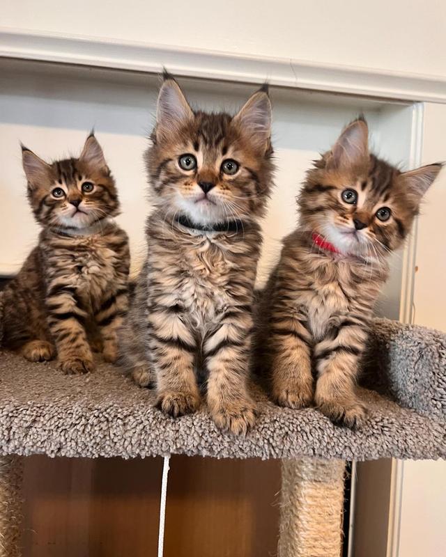 Pixie-bob Kittens | WhatsApp me : +66 63 826 3042