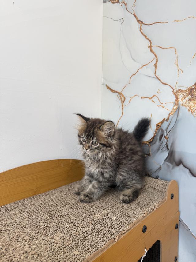 ลูกแมวพันธุ์เปอร์เซีย รูปย่อยที่ 4