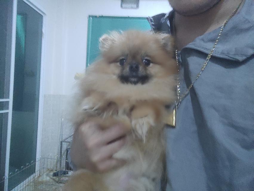 ด่วน!!!ขายลูกปอม 11 เดือนสายเลือดดีมาก ราคา 16,000  3