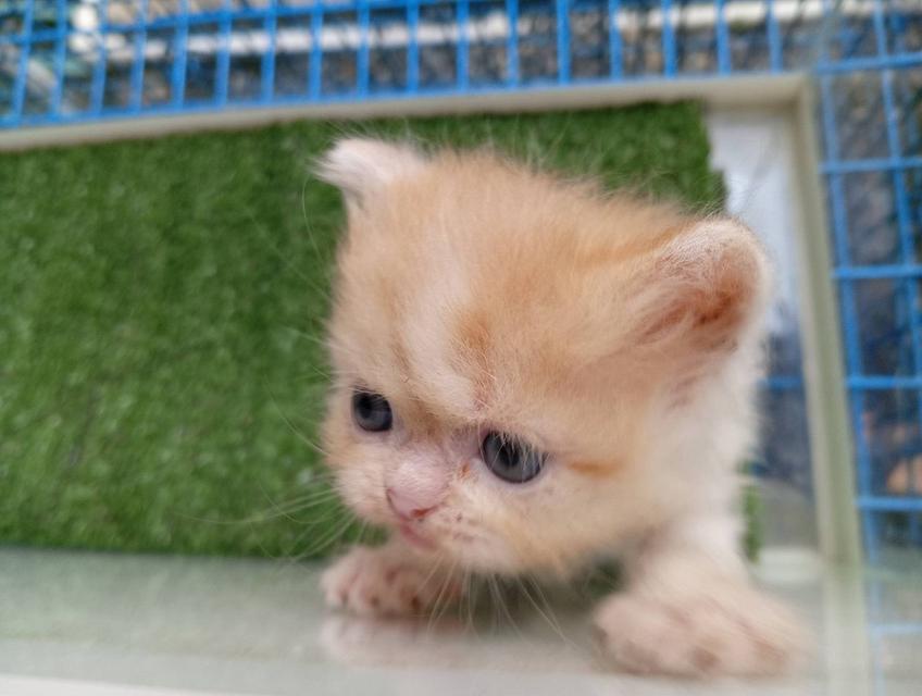 น้องแมวสก็อตติชเปอร์เซีย