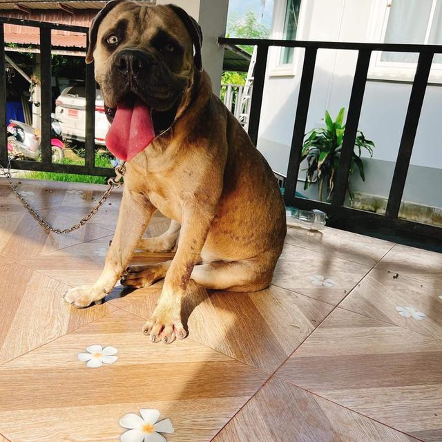 พ่อพันธุ์ Bullmastiff 3