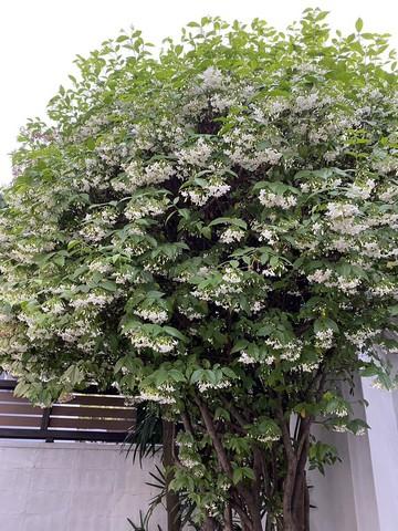 ให้เช่าบ้านเดี่ยว 1 ชั้น 50 ตร.ว. ซอยกรุงเทพกรีฑา 39 เขตสะพานสูง ใกล้ ARL บ้านทับช้าง 28,000 บาท 12