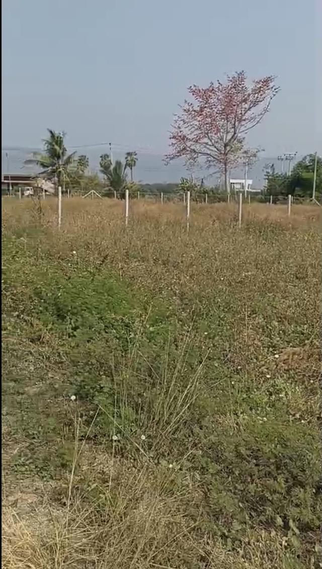 ที่ดินวังไทร-ปากช่อง วิวเขายายเที่ยง ล้อมรอบวิวเขา 6