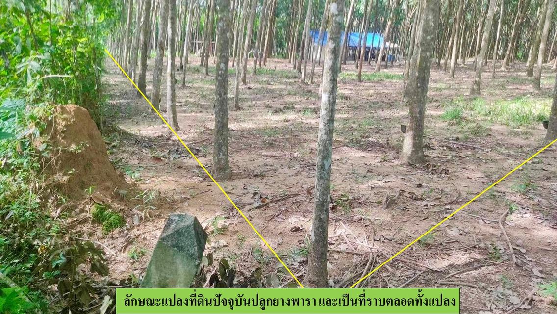 ขายที่ดินสวนยาง ขนาด 5-0-90 ไร่  แถวบ้านยา  ต.ศรีสุนทร  อ.ถลาง  ภูเก็ต 10