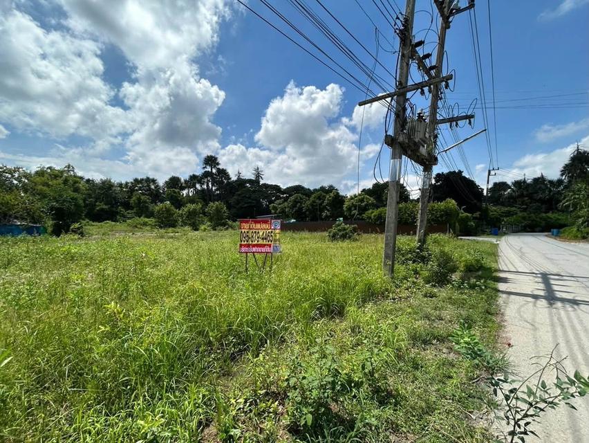 ขายด่วนที่ดิน 345 ตรว ติดถนนลาดยางสาธารณะ ถมแล้ว ต.แหลมบัว อ.นครชัยศรี จ.นครปฐม 2