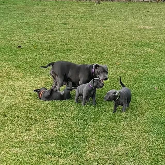 starffordshire Bull terrier Puppies | WhatsApp me : +66 63 826 3042 รูปที่ 3
