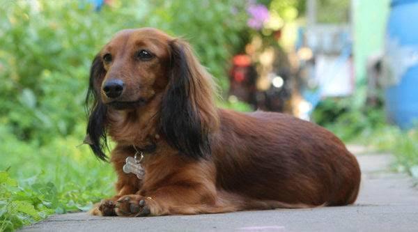 สุนัขสายพันธุ์ดัชชุน (Dachshund) 3