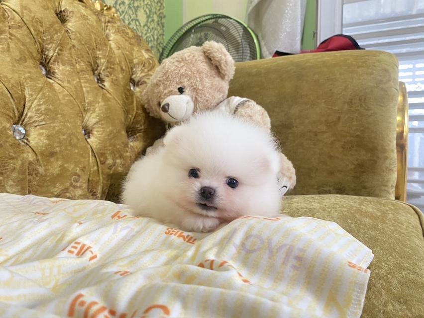 ลูกปอมแท้ ไซสจิ๋วมินิ น่ารัก พร้อมย้ายบ้าน 